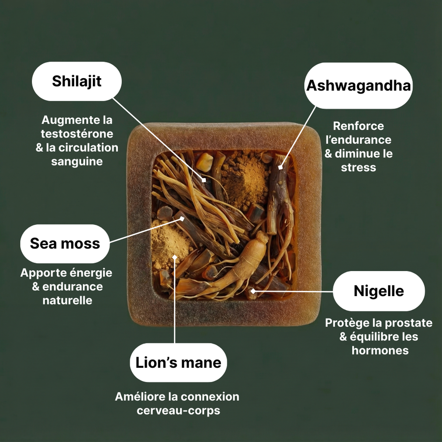 Les 5 actifs Primorys : Shilajit, Ashwagandha, Sea Moss, Nigelle, Lion's Mane