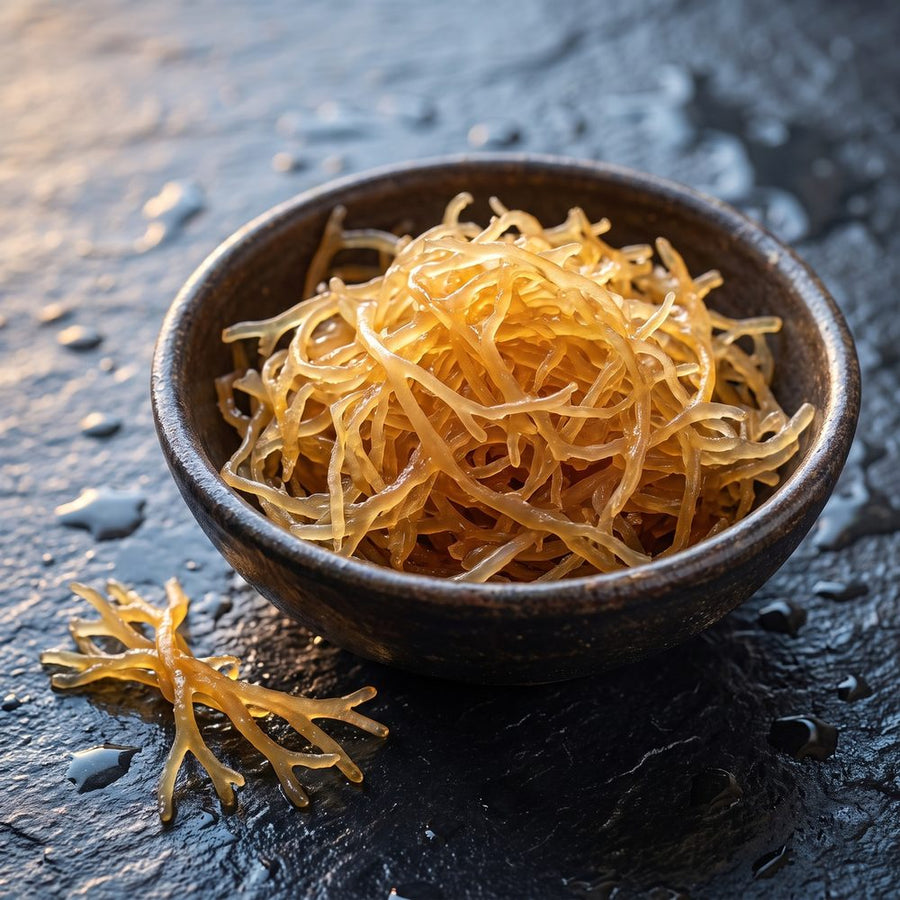 Sea Moss (Chondrus crispus), source naturelle d'iode et de minéraux